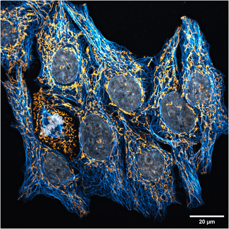 CSR Biotech | Super Resolution Imaging