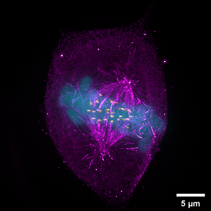 CSR Biotech | Super Resolution Imaging
