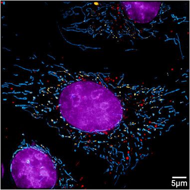 CSR Biotech | Super Resolution Imaging