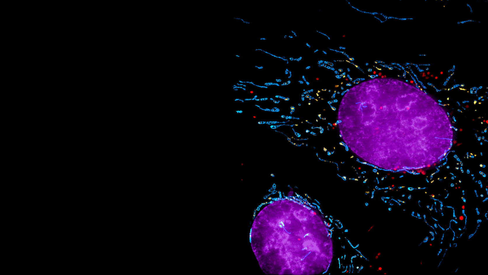 CSR Biotech | Super Resolution Imaging